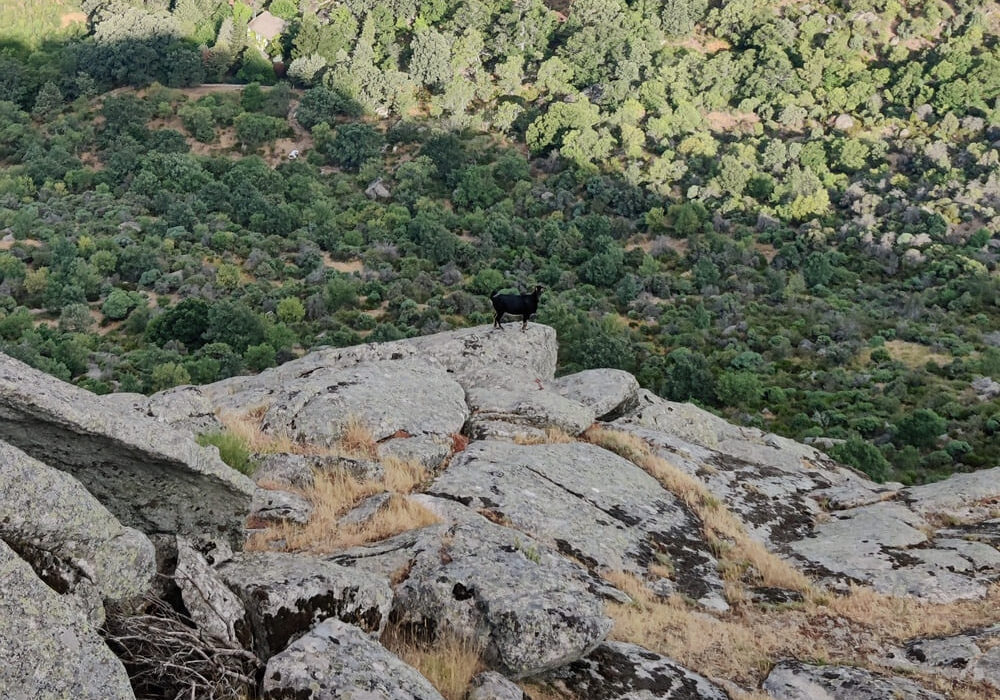 Cabra montesa en La Machota Zarzalejo (1)