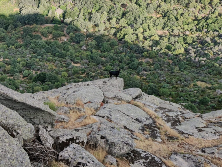 Cabra montesa en La Machota Zarzalejo (1)