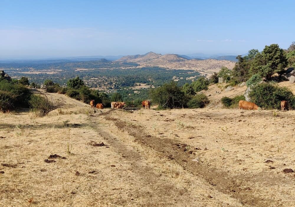 Ganado en La Machota Zarzalejo (1)