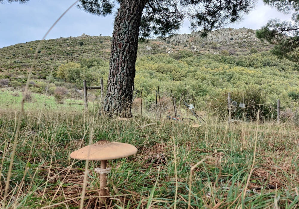 Setas parasoles lepiotas Zarzalejo (1)